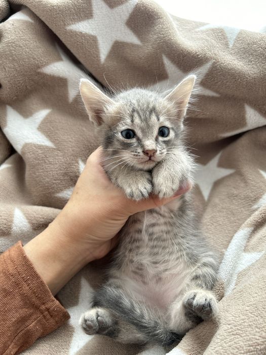 Котята в добрые руки бесплатно