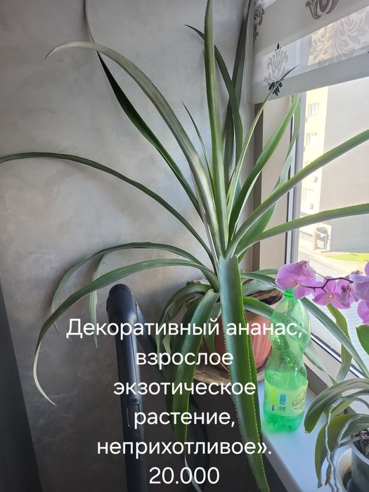 Продам комнатные цветы