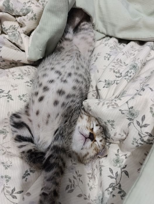 Котенок ищет любящую семью, мальчик!