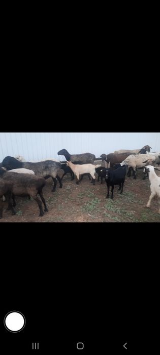 Малдануға союға семіз қойлар сатылады