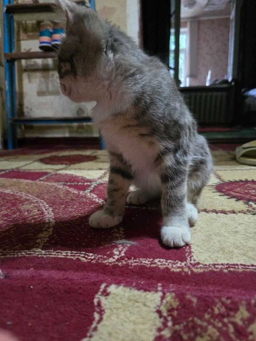 Котёнок, девочка 4 месяца, в добрые руки