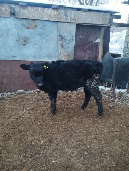 Продам телок годовалые