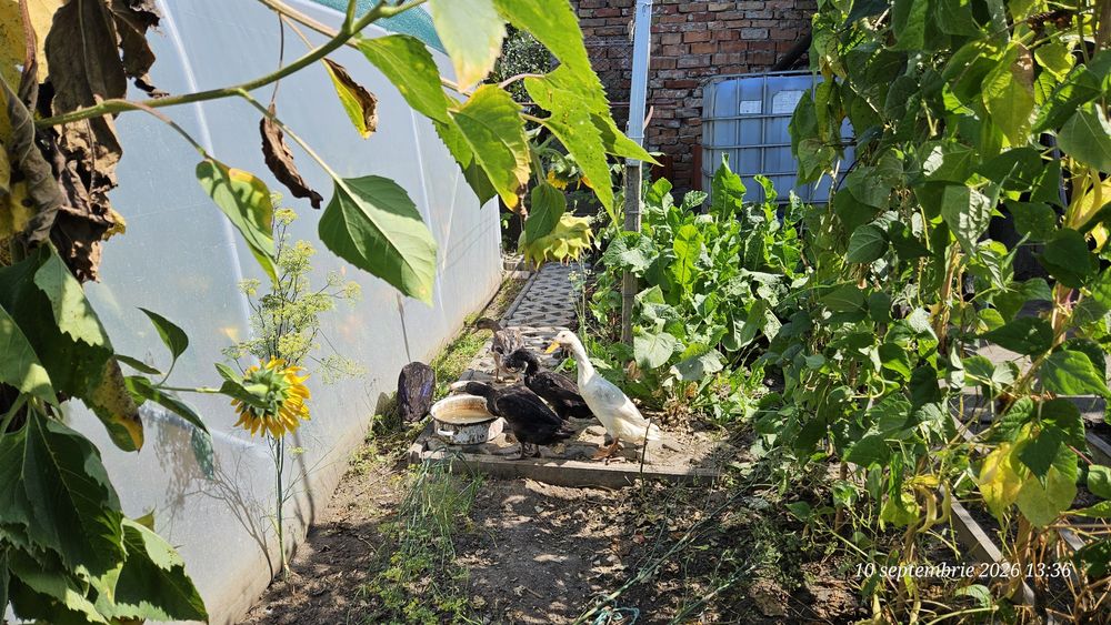 Rățoi din rasa alergătoare / indiene, sau o pereche
