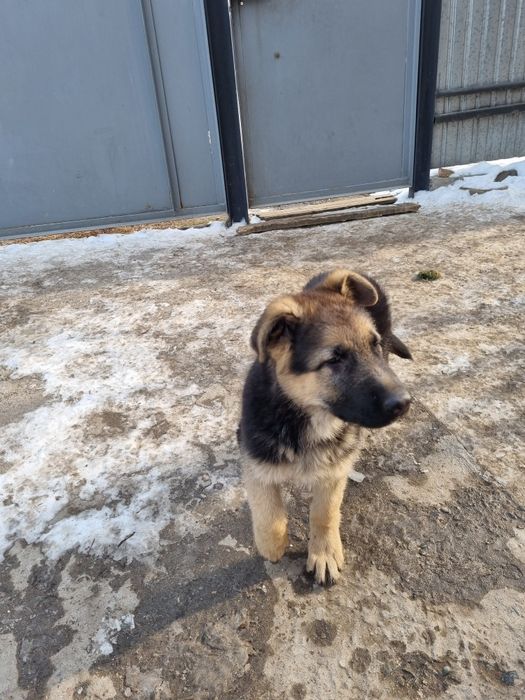 Немецкая овчарка щенок