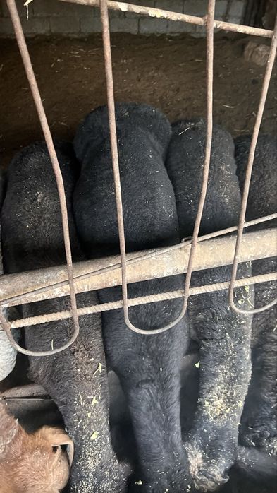 Qurbonlik uchun uyda boqilgan qo’chqorlar sotiladi