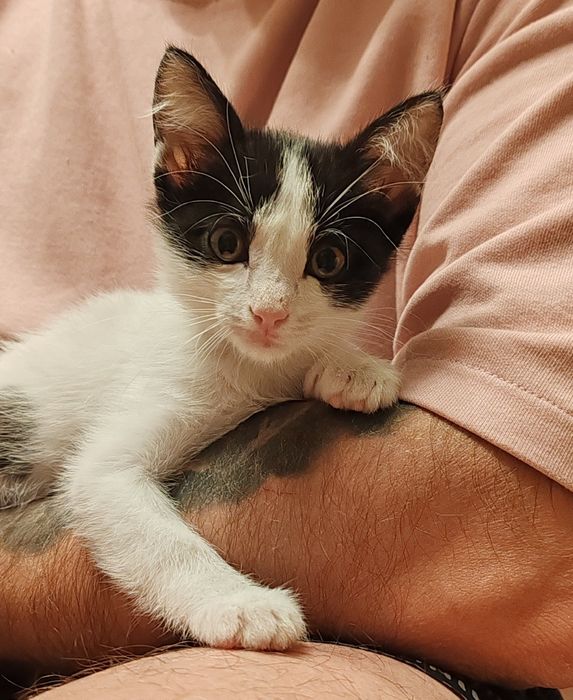 Котенок. Мальчик. 2 мес.