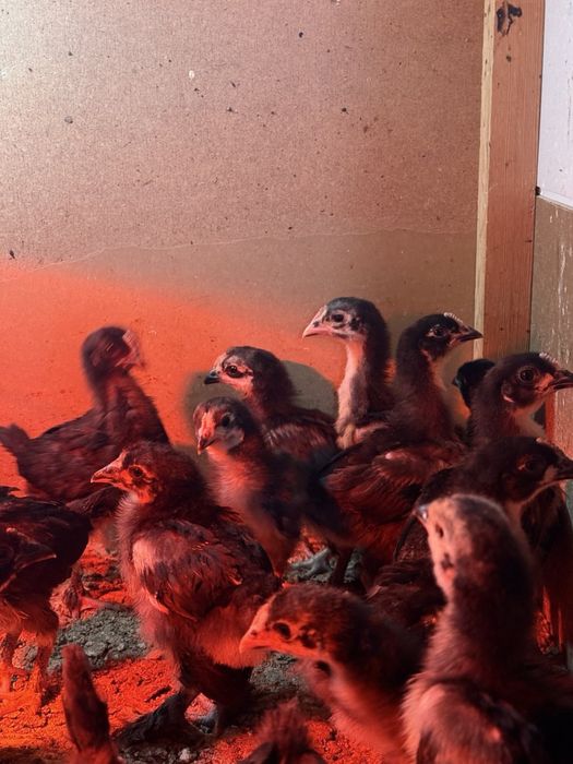 Андижон кора жужалари сотилади !