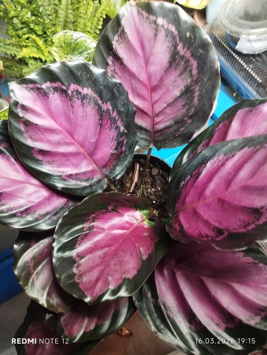 Калатея " Розепикта" Рози