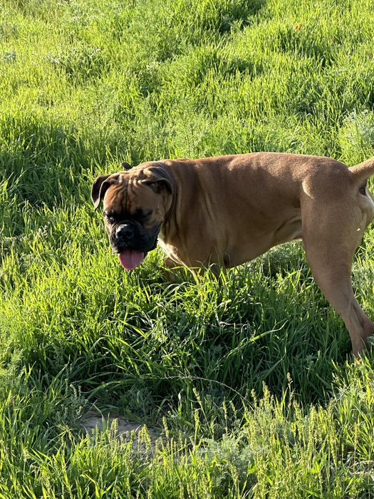 Боксер для вязки