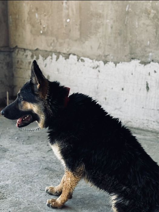 Евро восточный овчарка