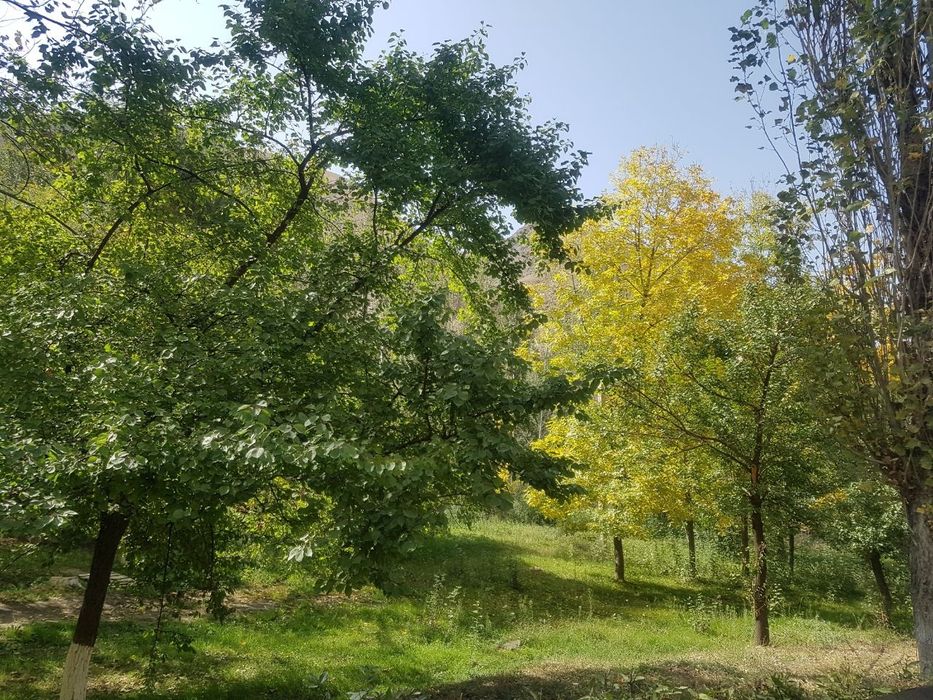 Заамин дача буладигон тогтераг тогда санатуряга якин жоеда  ер 8 с