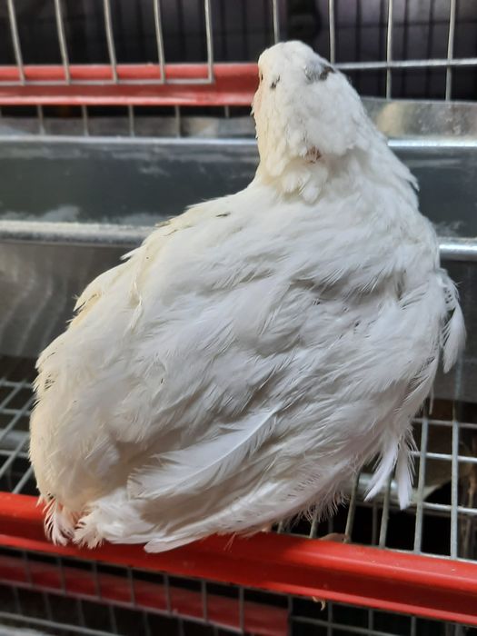 Ouă pt Incubat premium CELADON ŞI TUPFER de vanzare, pui,prepelițe,ouă