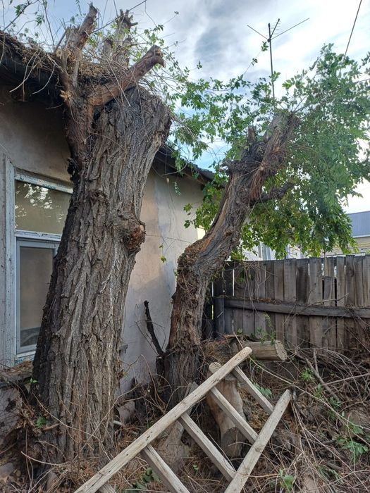 Тегын отын тал карагаш