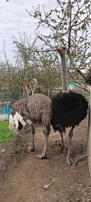 Vând sau schimb Struruti Africani