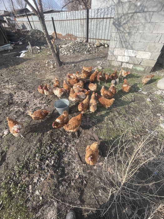 Куры 11мес активно несут яйцо