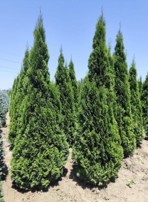 Автополив под ключ