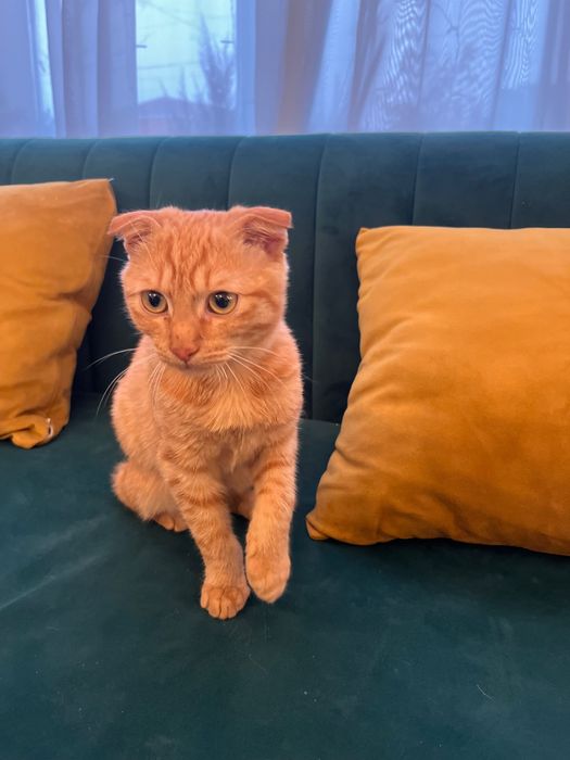 вислоухии рыжий котенок