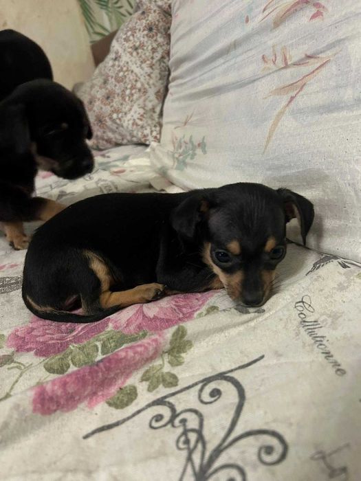 Малки кученца-пинчери