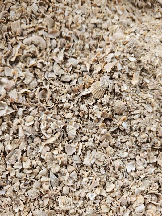 ракушка кормовая