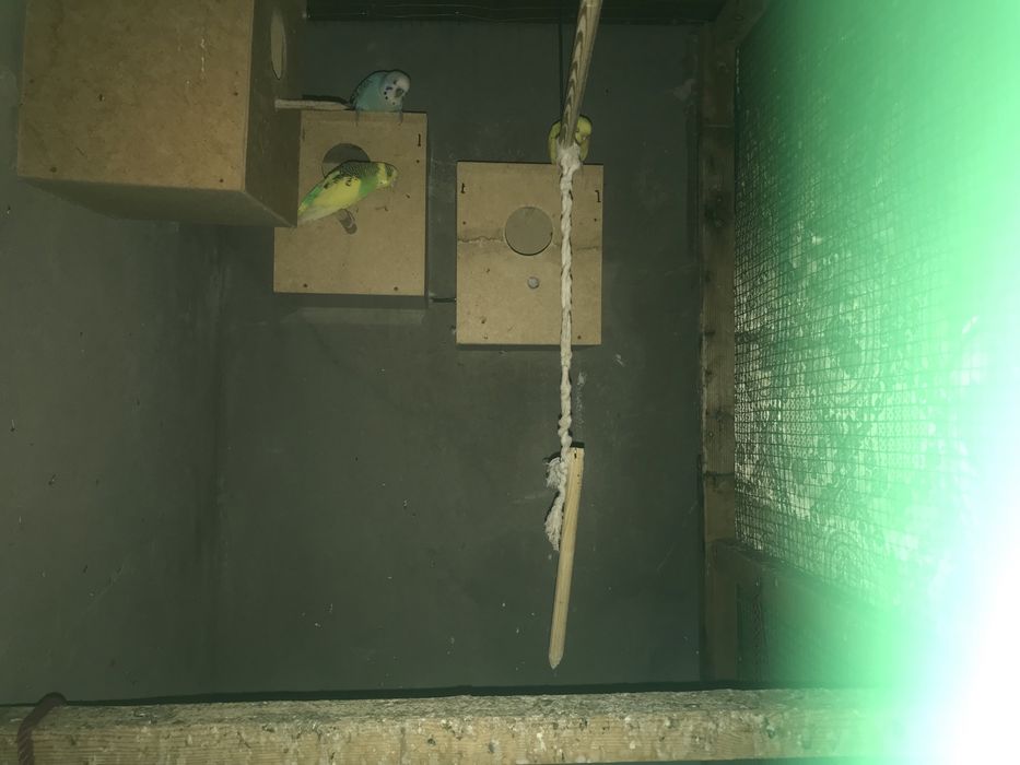 Папугайла валнистий тухумга таййор