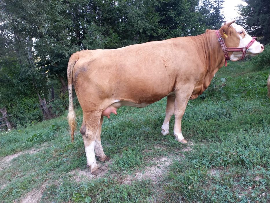 Juninca Baltata Romaneasca