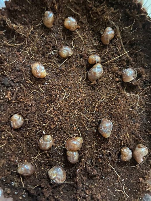 Отдам улиток Ахатины в добрые руки