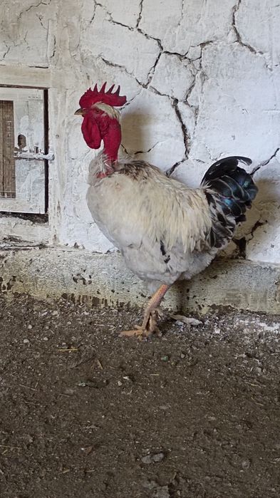 Екі мысық сыйлыққа.