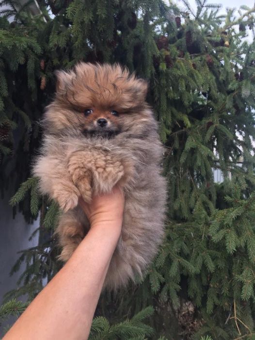 померанский шпиц