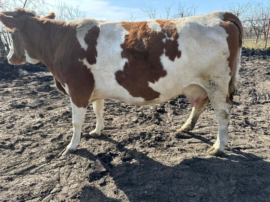 Vand vaca gestanta in 7 luni jumatate