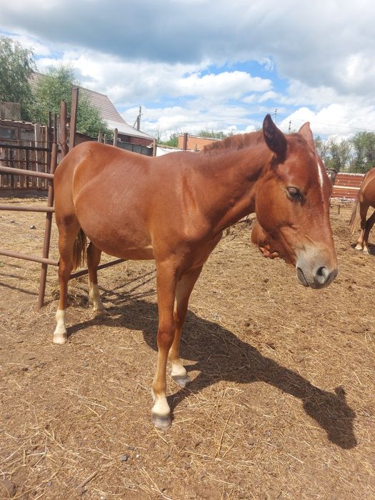 Продам кобылку 1,5г