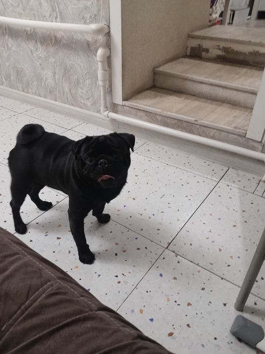 Продам мопса кабель