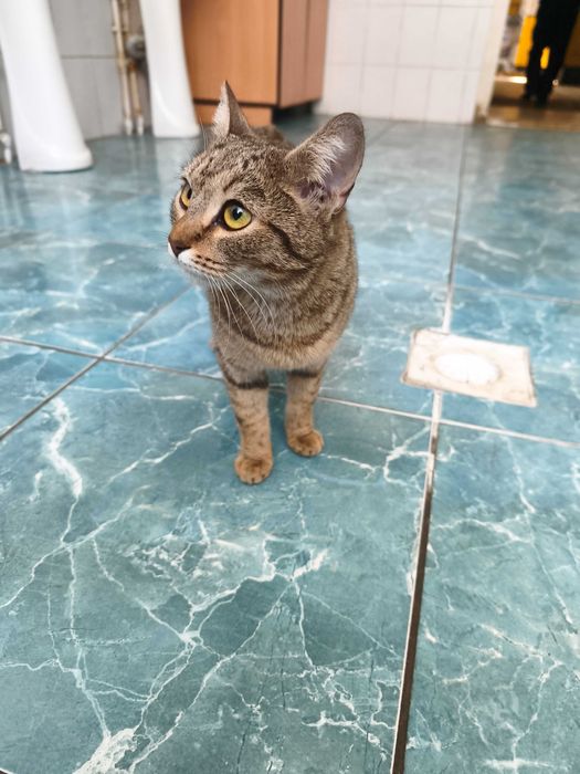 Отдам в добрые руки кошечку-подростка