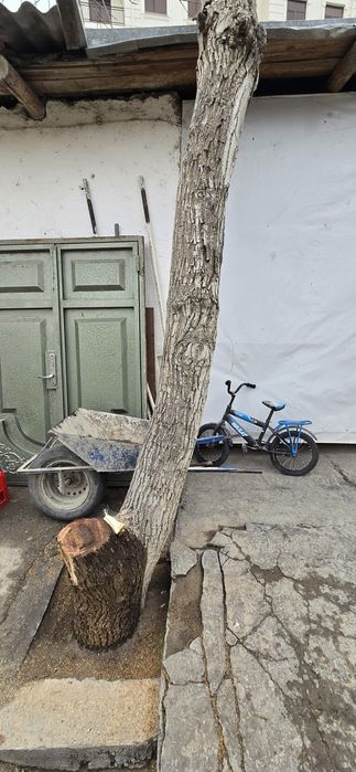 Ёнгок дарахти бор