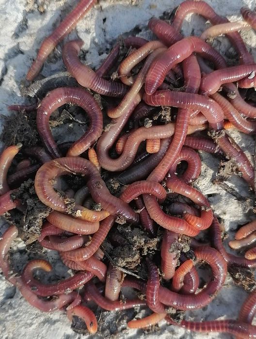 Chuvalchang Baliq Ovi Uchun