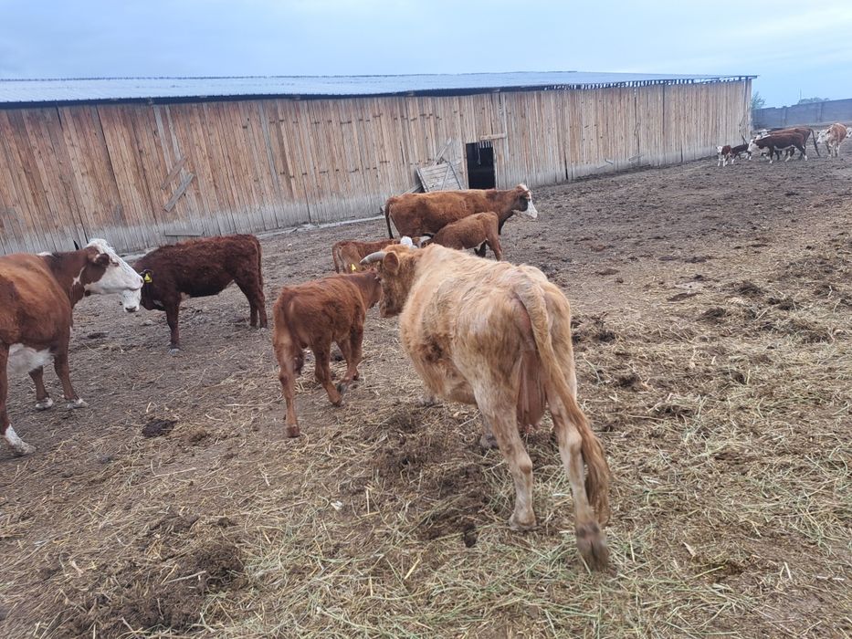 Коровы с  телятоми