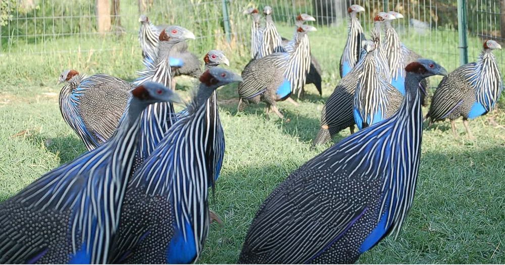 Sesarka sotiladi !!! Сесарка бор