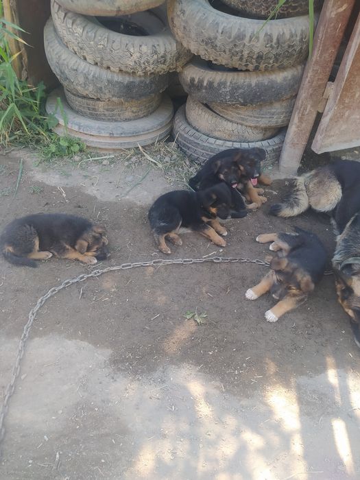 Продам щенят немецкиет