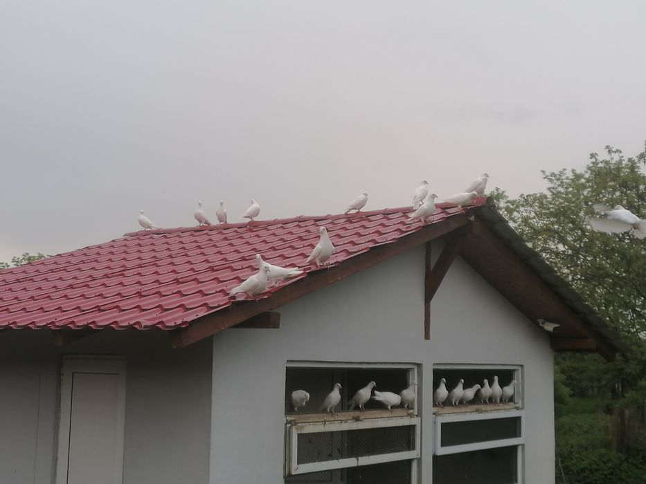 Porumbei albi ptr evenimente posibil și vânzare