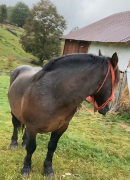 Vând armăsar murg sau schimb cu o iepușoară murgă