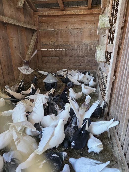 Porumbei voiajori  albi si colorati