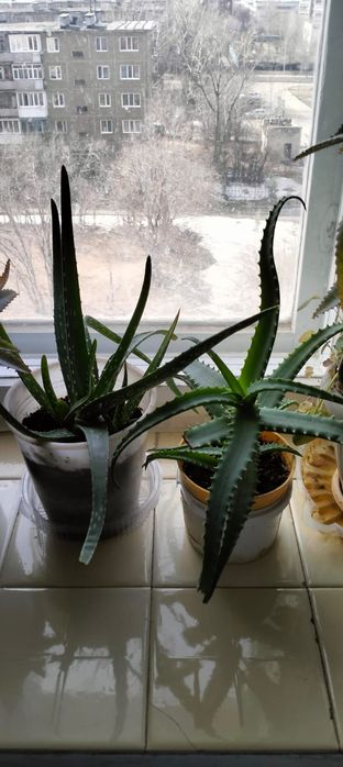 Алоэ продам, поделюсь