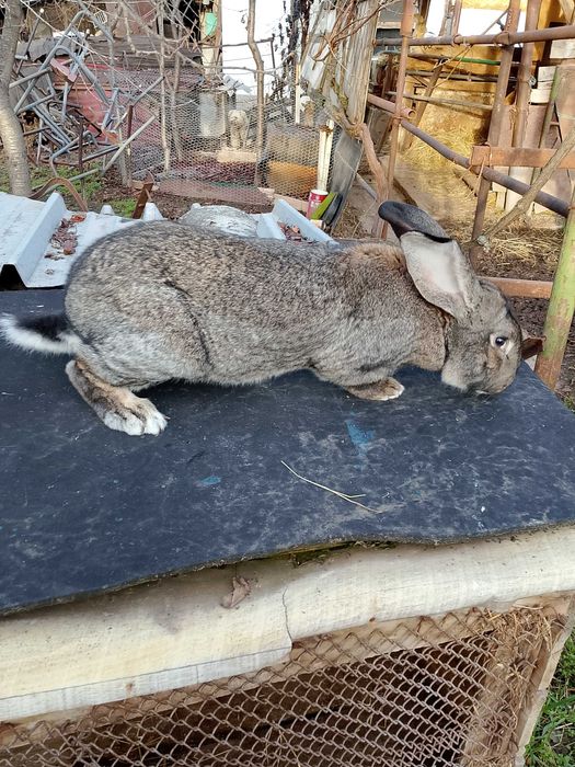 Продавам мъжки заек