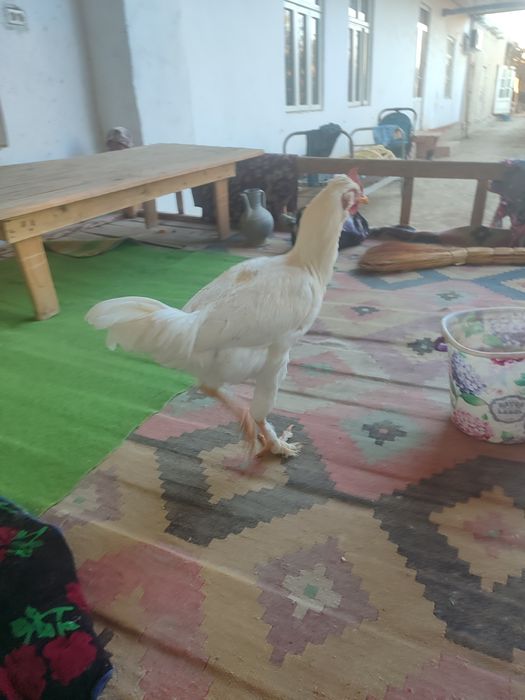 Yetuk lezbiyenlar yoshlarga dars berishadi