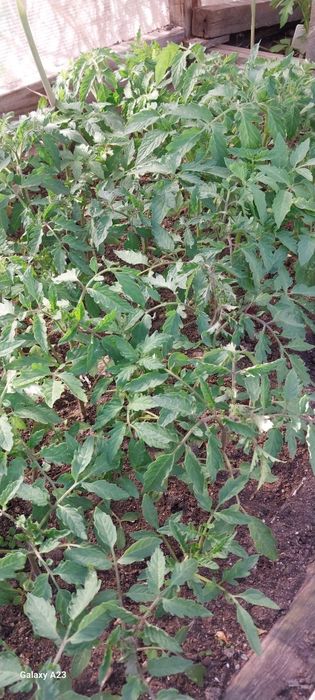 Помидоры  рассада