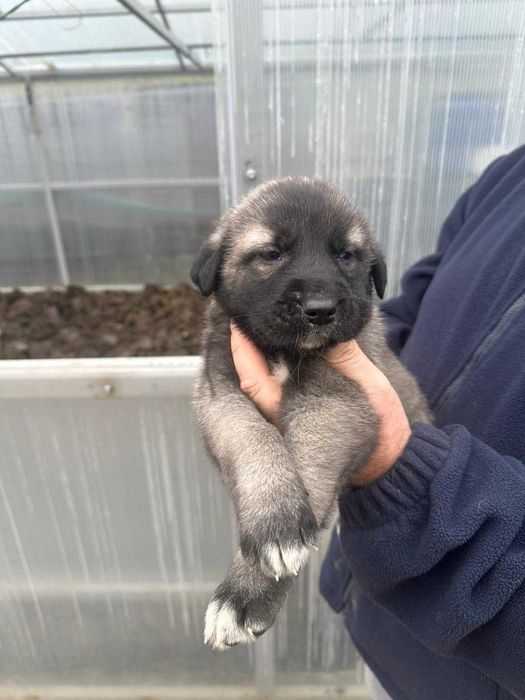 Femela kangal 5 săptămâni