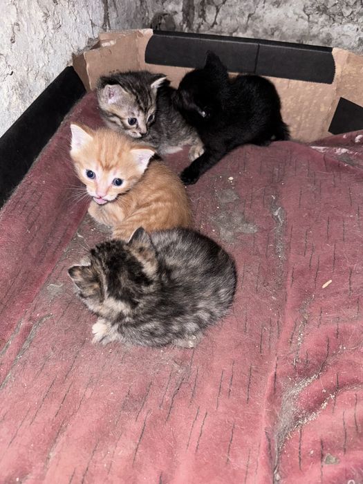 Отдам котят бесплатно