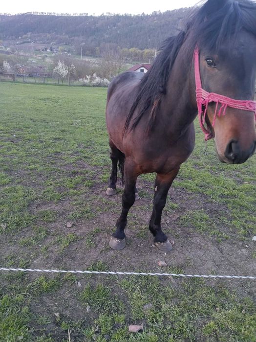 Armăsar 2 anii și 4 luni de vînzare sau schimb cu alte animale