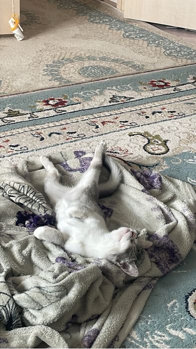отдам бесплатно!!
