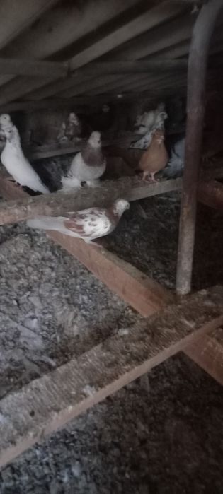 Голуби иранцы продам