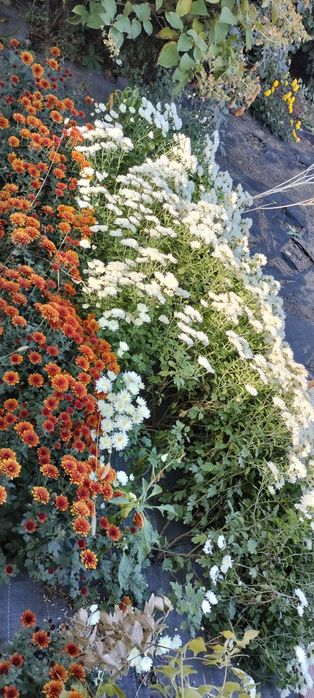 Растения для сада